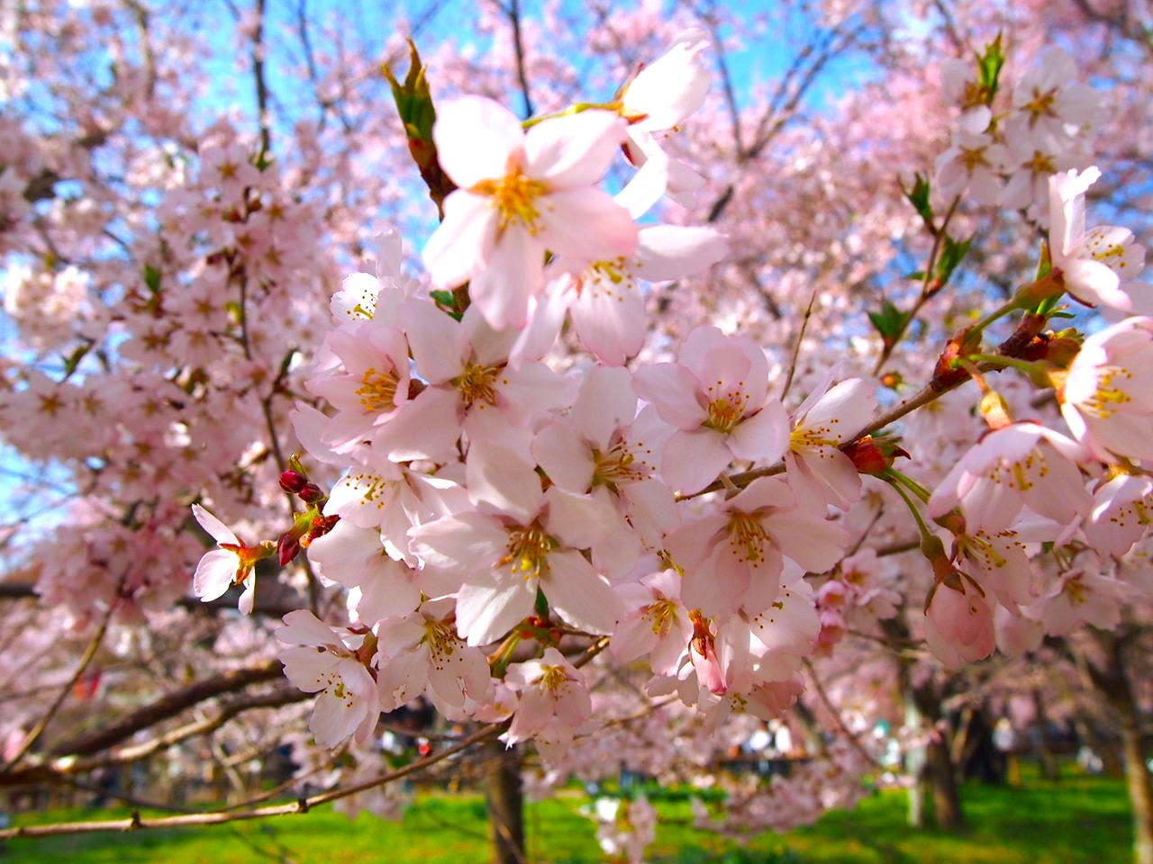 ４月中旬が見頃 長野県 高遠城址公園 に咲く満開の桜を見に行こう 長野県 トラベルjp 旅行ガイド
