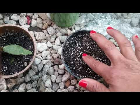 Mis nuevas plantas de semillas