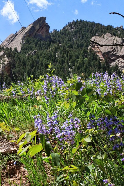 Mesa Trail Hike_Memorial day 041
