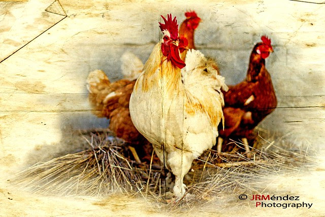 El gallo