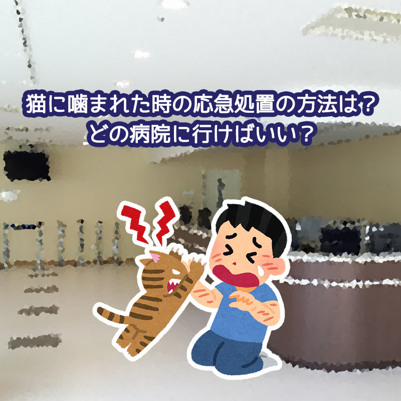 獣医師監修 猫に噛まれた時の応急処置の方法は 病院は何科に行く