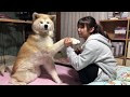 子犬 秋田 犬 でかい 508386