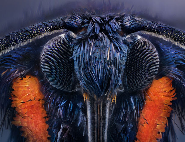 30+ Stunning Extreme Macro Photography Shots by Gold Medalist AlHabshi