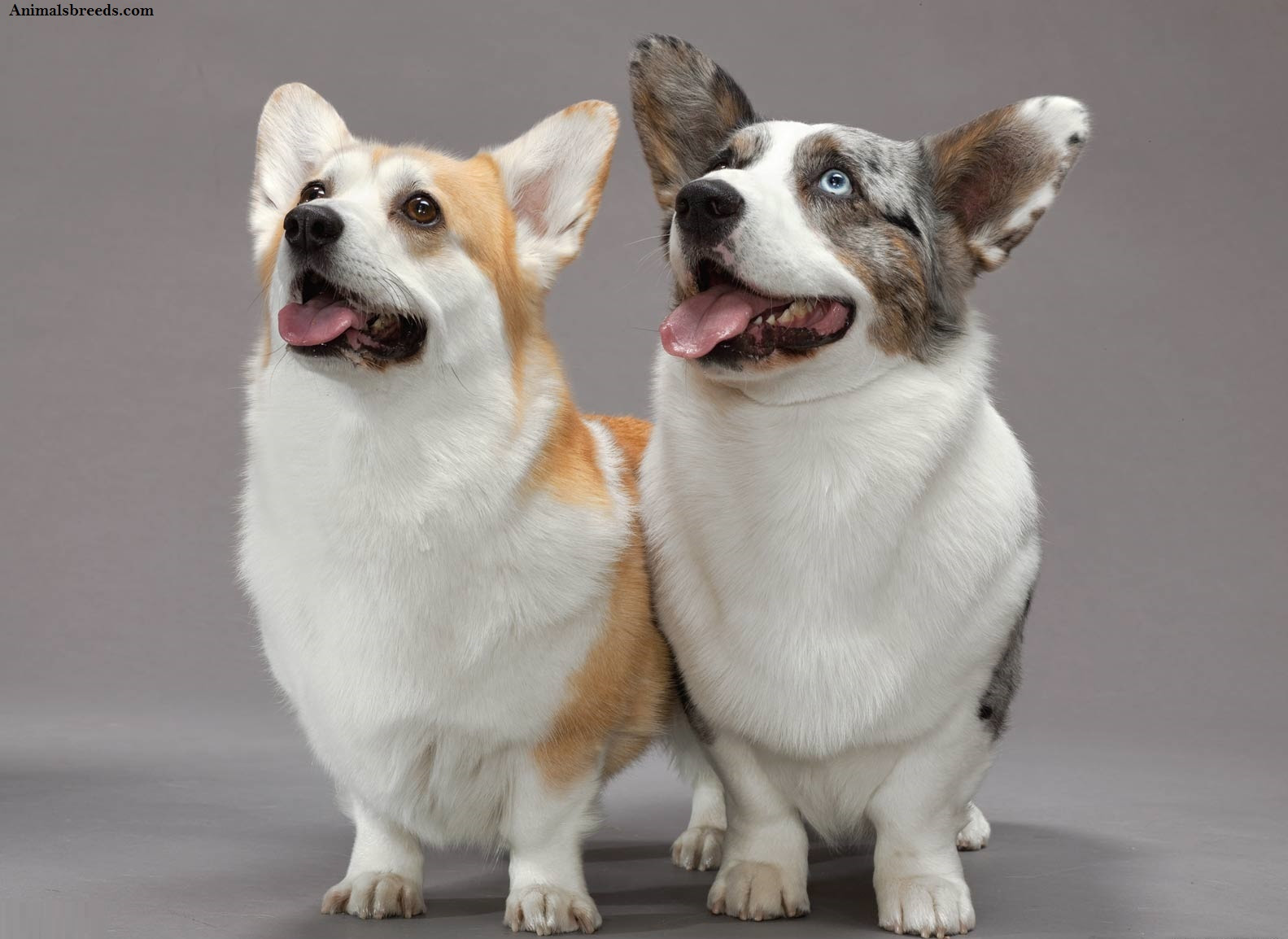 Cardigan Welsh Corgi - Puppies, Rescue, Pictures, Information