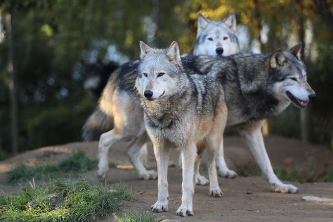 Wolves / Tundra Wolf Facts, Adaptations, Pictures | Coniferous Forest