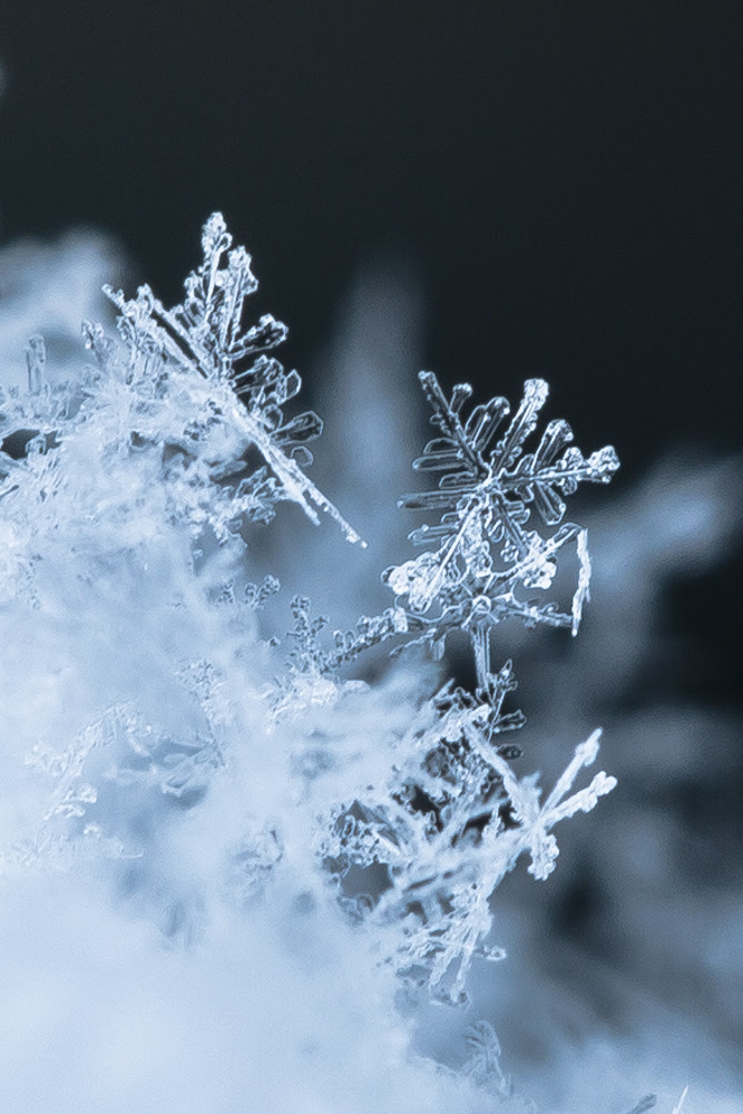 雪の結晶を撮ってみた