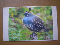 front card