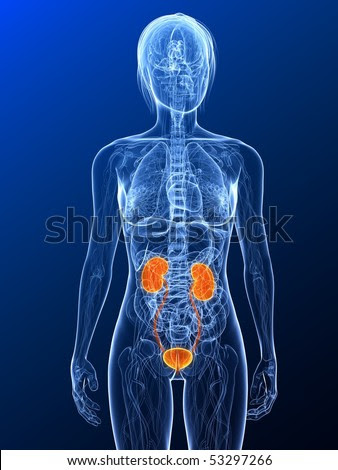 human digestive system diagram and functions. digestive system diagram and