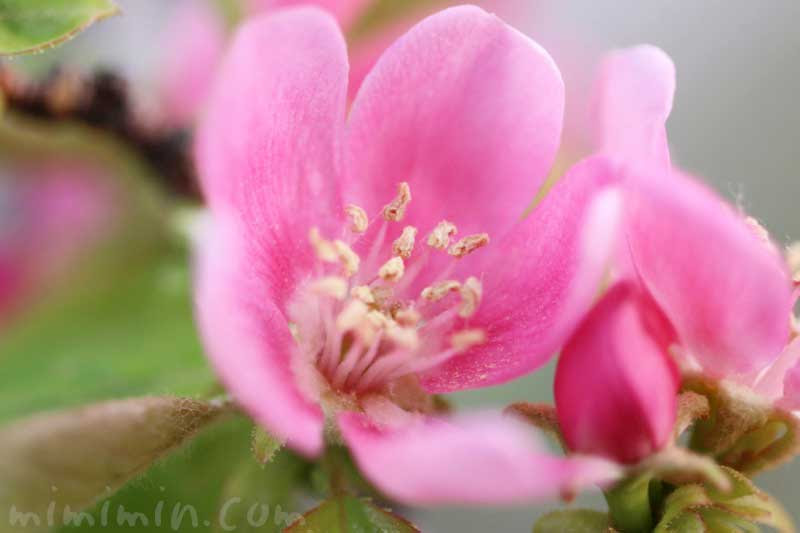 カリンの花の写真 花言葉 みみみんブログ