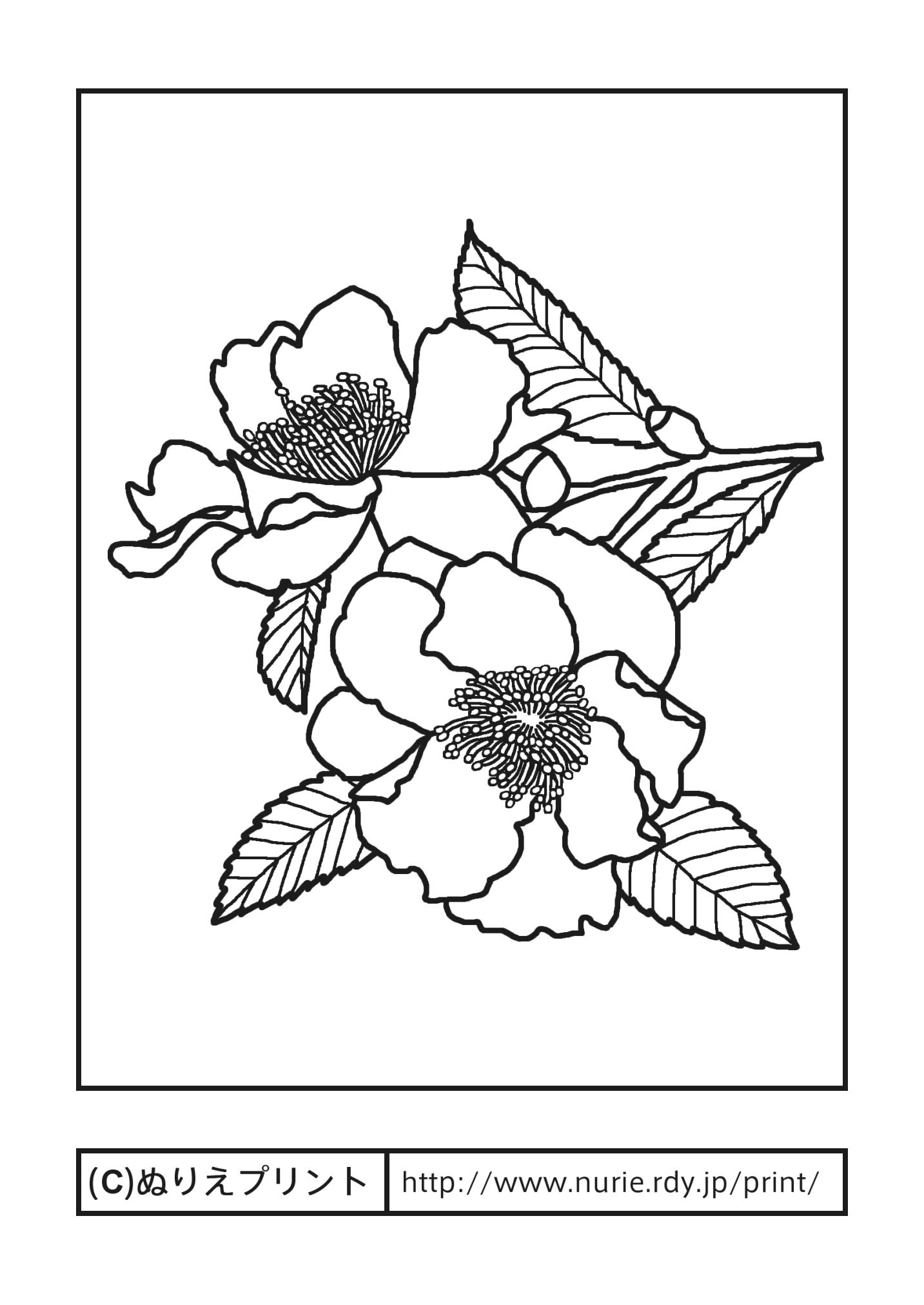サザンカ1 主線 黒 冬の花 無料塗り絵イラスト ぬりえプリント