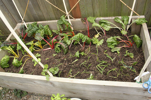 Sad Chard and Onion