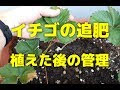 イチゴ の 追肥 302454