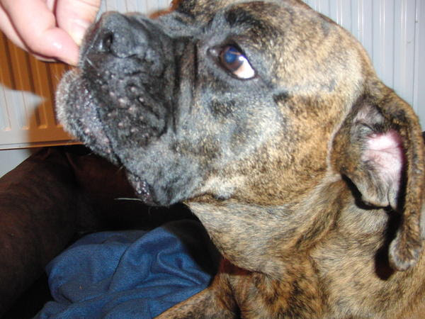 Komische Schwellung Beim Hals Wuff Forum