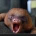 Schattige Dieren / Leeuwen zijn mijn lievelingsdieren ze zijn zo schattig ... : Bekijk meer ideeën over schattige dieren, dieren, schattig.