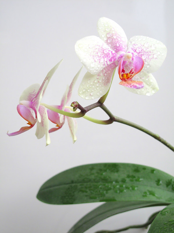 Orchidea1