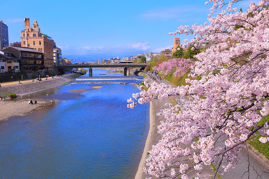 鴨川 桜