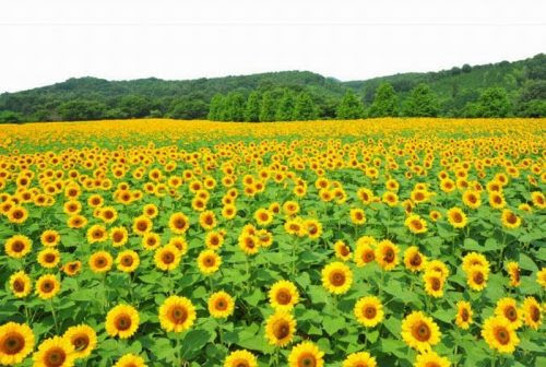 Kebun Bunga Matahari Instagramable Di Indonesia Cantik Cantik Masrafa Com