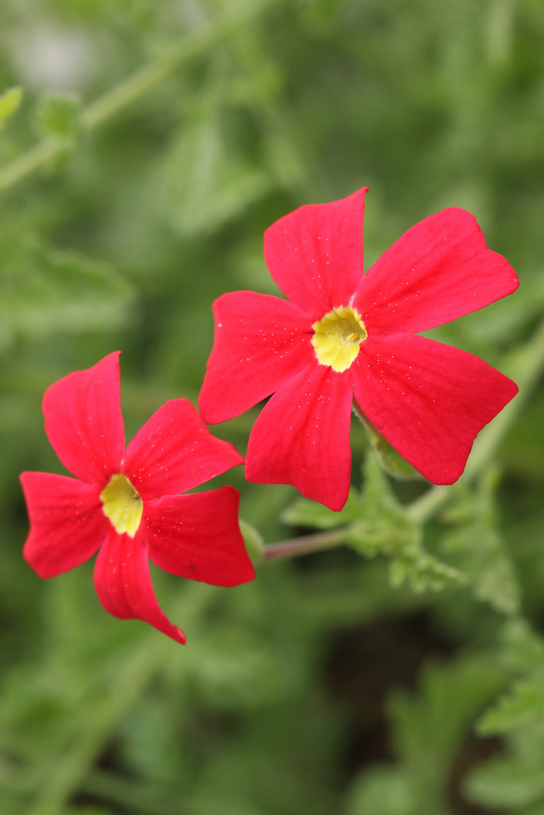 お花の写真集 サンブリテニア スカーレット