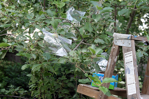 bagged apples 121