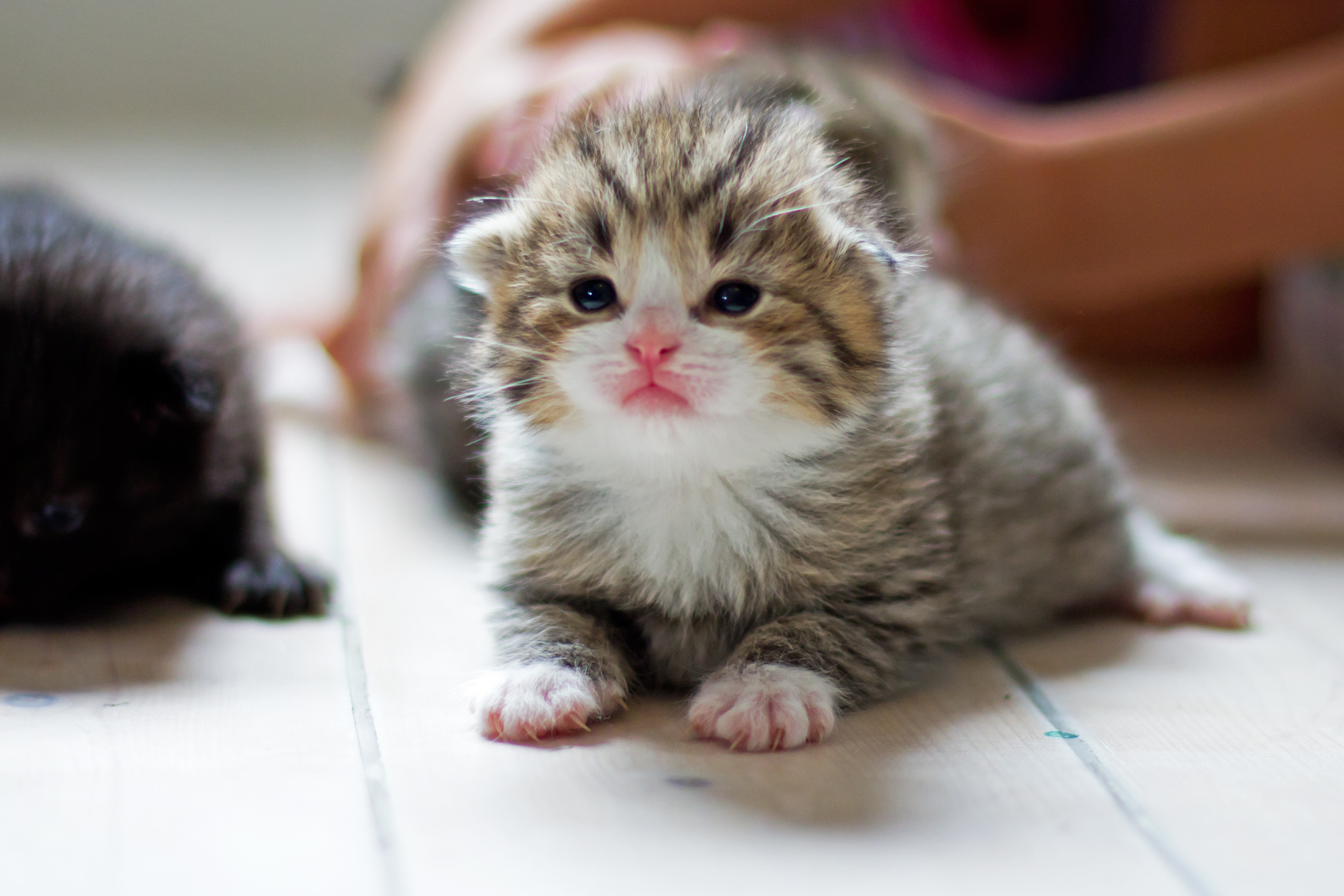 tiny kitten, cat | Cute Animals | Pinterest