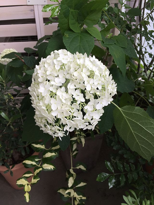日陰でも咲くアジサイ アナベルの育て方 観葉植物ブログ緑組 植物の育て方