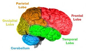 image of brain broken up into separate lobes