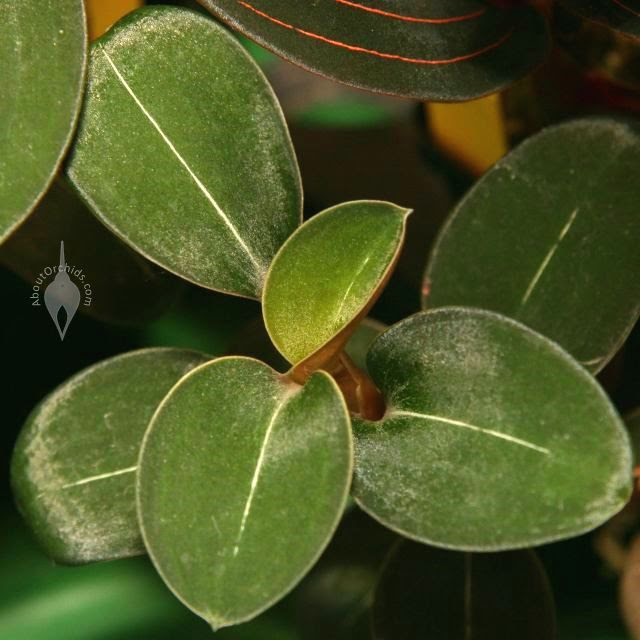 HOA PHONG LAN VIỆT-VIETNAM ORCHIDS: List of natural ...