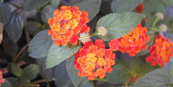 ランタナの花と写真 花言葉