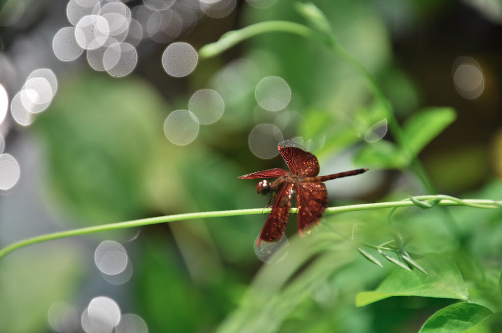 Dreamed of a dragonfly 梦见蜻蜓 ...