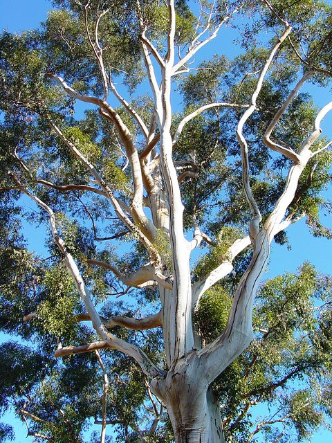 Eucalyptus Tree Claremont, California | Flickr - Photo ...