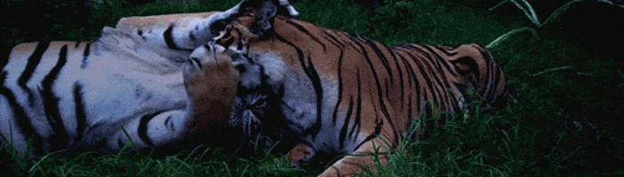 rahmian4 Gambar Bergerak Gif Hewan  Buas  Jenis  Harimau 