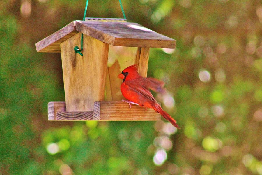 Cardinal Perched On Birdhouse Photograph by Teresa Blackwell