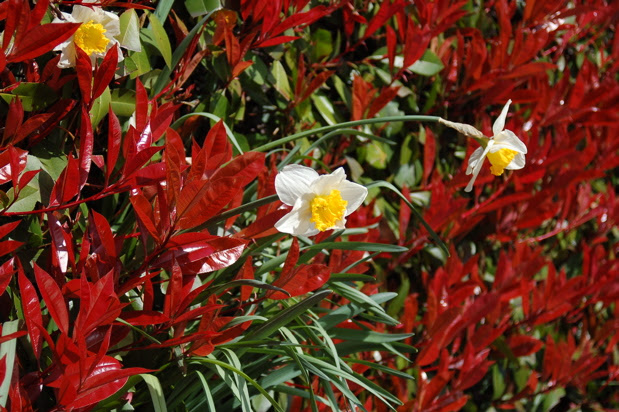 daffodil_red_tips_wide