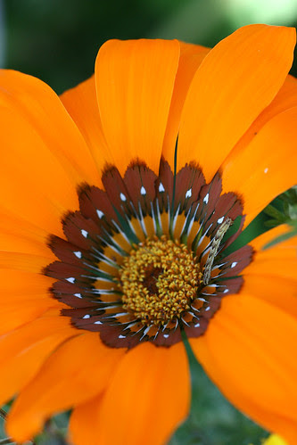 Gazania krebsiana