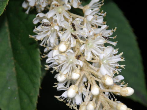 花の房たわわに リョウブ 令法 リョウブ科 Clethra Barbinervis 09 7 15 岐宿町 大川原トンネル付近 分布 北海道 九州 花の時期 ６ ８月頃 花の直径 １センチほど 高さ５メートルほど 時には１０メートルにもなる落葉樹です 福江市街近く