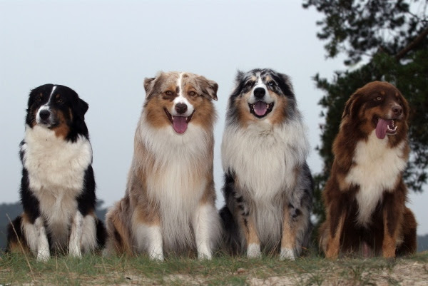 australian shepherds