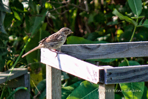 Song Sparrow on Tomato Cage (Melospiza melodia)-7.jpg