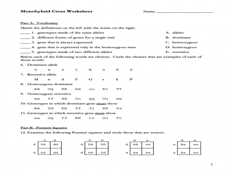 Monohybrid Cross Worksheets