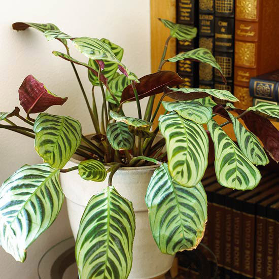 Peacock plant