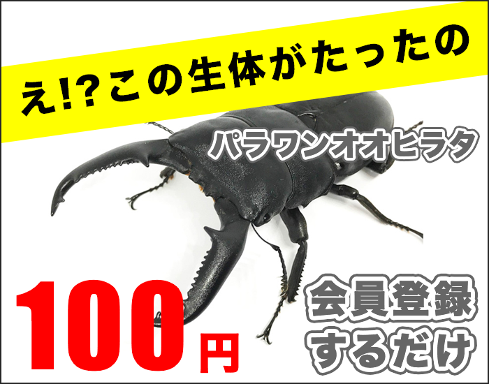 大阪 ヒラタクワガタ コクワガタが大量発生 箕面 Akmb カブトムシ クワガタムシ販売