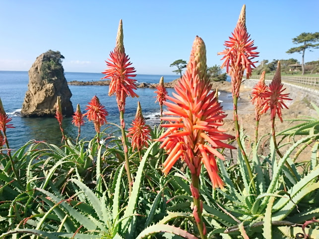 アロエ花散歩