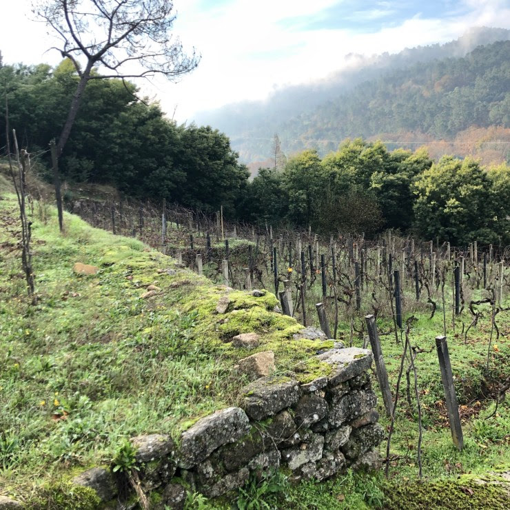 Bernardo Estevez Wine Diamonds ワインダイヤモンズ