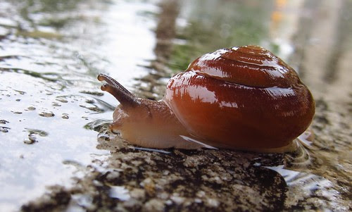 slimy slithering snail