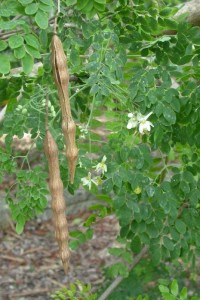 Pokok Kelor  Segalanya Tentang Tumbuhan