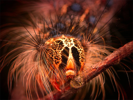 macro photography