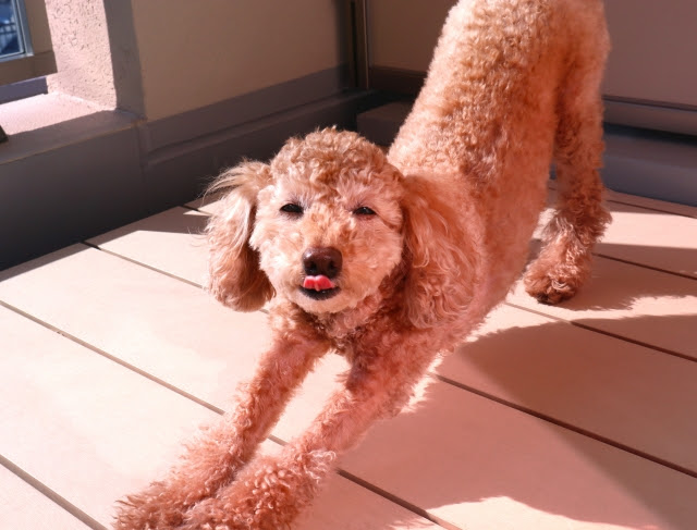 犬の 伸び はサインの一つ どんな理由が隠れているの