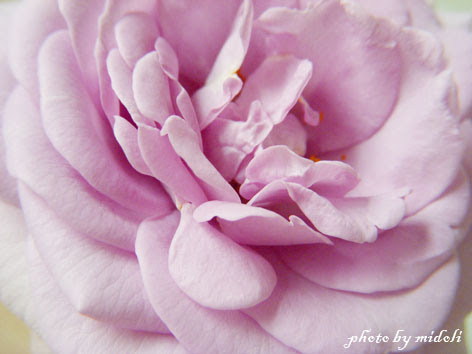 紫色rose-3.jpg