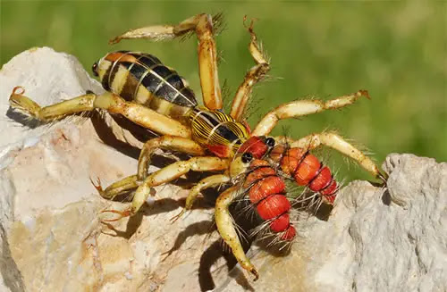 sun spider 20 Species You Dont Want To Meet