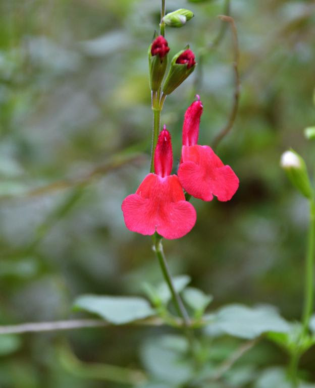庭の花 Fingers Crossed