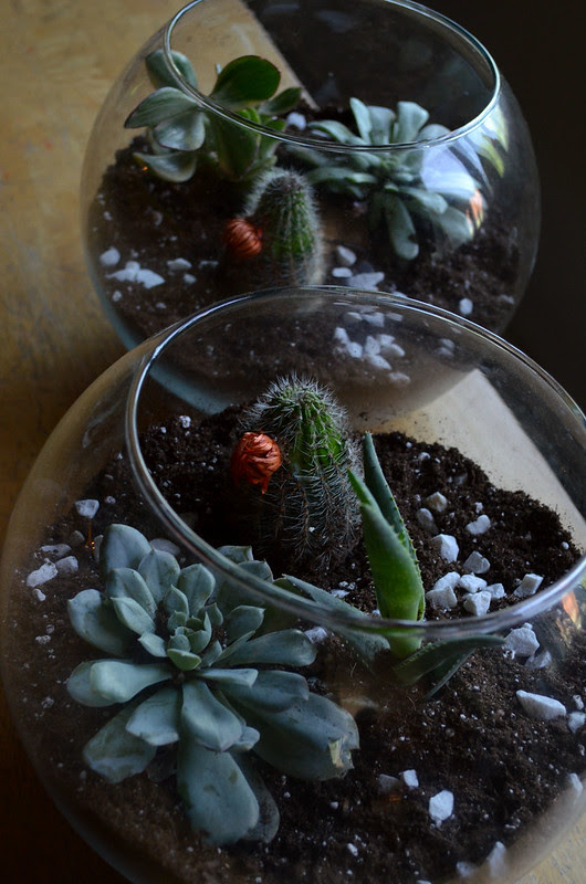 DIY Glass Terrarium 15